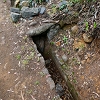 Plants: image 101 Of 208 Thumb